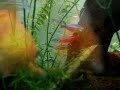 Checkerboard Cichlid