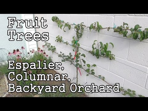 Urban Gardening: Fruit Trees -Espaliers, Columnars & Backyard Orchard
