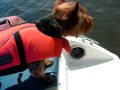 2010-05-25 | Buddy takes a dip ~> Our Australian terrier Buddy enjoying his new life vest as he takes a dip into the lake Easter 2010. ... Australian Terrier Lake Swimming ... ()