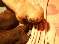 Bullmastiff puppies