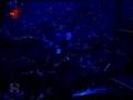 Kisah Sedih di Hari Minggu-Salute to Koes Plus concert