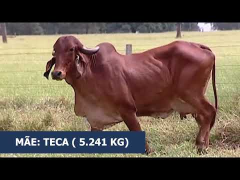 LOTE 32 - FAÃ‡ANHA SUPERSIRE FIV -