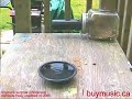 Chipmunk surprise