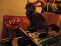 Nala the cat plays Foosball.MOV
