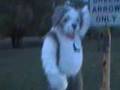 MFF 2007 Ric Sheepy
