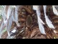 Bees