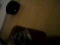videos de Skull Ring