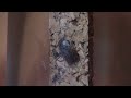 Click here to watch this video Spiderling Feeding