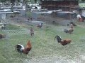 G. de pelea palenque de oro visita a granja.. Video