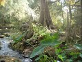 trees and water