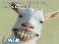 Mucao.com.br - Rapidinha - Dr. Carneiro liga para Simone