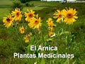 El Arnica es buena p