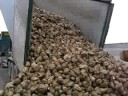 Sugar beet transport Sugar beet transport