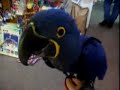 Indigo The Hyacinth Macaw Playing 4