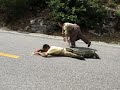 tibet-pilgrim.html