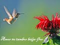 Flor de lis (Edu Ribeiro)