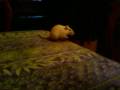 RIP Emmy
