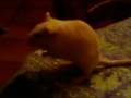 RIP Emmy