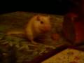 RIP Emmy