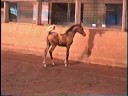 2008 US National English Pleasure Jr. Horse Vegaz purebred filly out of MD Pro-Aequus
