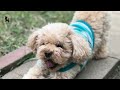 2017/11/22 dog run 02