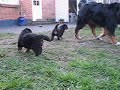 irma bernese mountain dog - puppies 4 weeks old