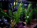 Aquarium 5