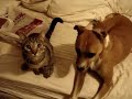 Catbook Movie: cat vs dog Catbook Movie: cat vs dog