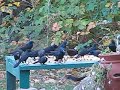 MVI_1535.AVI