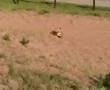 Early Morning Fox Frolicking in Fort Chipewyan, Alberta