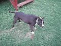 Run, Dog, Run Run, Dog, Run