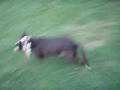 Run, Dog, Run