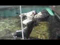 Seal Screaming like a Man