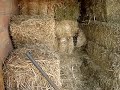 masia can cadena una granja en la ciudad de barcelona