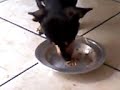 cachorro italiano*deixem comentarios* cachorro italiano*deixem comentarios*