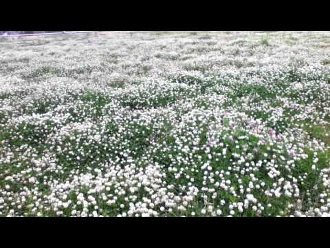 how to plant clover