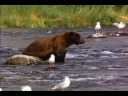 grizzly bear in  canada