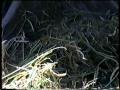 Ucanha,1990.video4