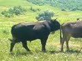 Ce faci bou si cu Vaca :))