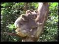 Ver Video