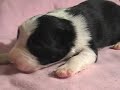 One Week Old Border Collie Puppies at DarnFar