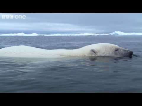 HD%3A Clever Polar Bear Stalks Seal - Polar Bear%3A Spy On The Ice%2C Preview - BBC One