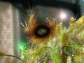 La drosera scorpioides dalla gemma e ritorno La drosera scorpioides dalla gemma e ritorno