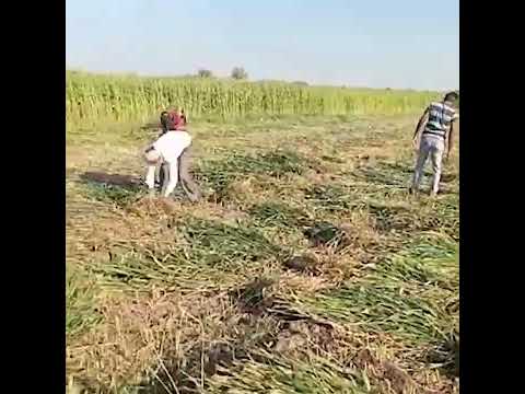 આને કહેવાય સાચી ગૌસેવા, જુના ઘાટીલા ગામે ગૌમાતા માટે 35 વિધા જમીનમાં મકાઈનું વાવેતર.