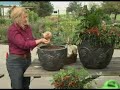 Osmocote Gardening Tip 18 Container Gardening with Edible Pl Osmocote Gardening Tip 18 Container Gardening with Edible Pl
