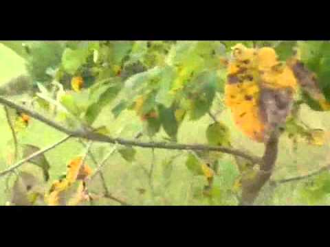 how to fertilize fuyu persimmon trees