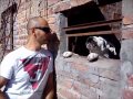 03 - Cuidado con el Perro! - Desafío BRISA