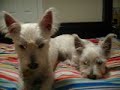 The Boys!