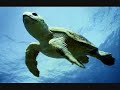 Global Warming and Endangered Species video! (pics)
