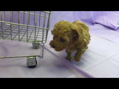Asher red boy toy poodle